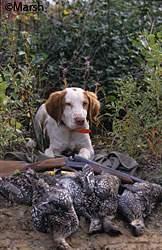 Sundance and sharptails Ken Marsh photo