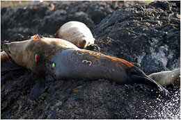 An adult male Steller sea lion tagged and branded by Steve Jeffries Washington Dept of Fish and Wildlife at the Bonneville Dam on the Columbia River The photo above shows him decked out with tags on upper back and gluedon color streamers to help with ID left side and lower back brand O35   This photo was taken before heading to Alaska