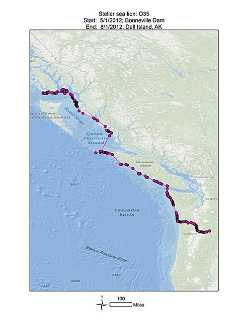 Sea lion O3539s route north from Bonneville Dam on the Columbia River to Southeast Alaska