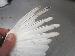 Merizon examines a ptarmigan wing