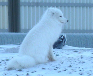 Arctic fox Rabies in Alaska is always present in a small number of arctic fox only along Alaskarsquos coast but spills over frequently to red fox sometimes in epidemic numbers of cases