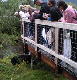 The bear viewing platform at Steep Creek Photo by Laurie Ferguson Craig