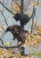 Black bears napping in a tree  safely away from potentially aggressive male bears Photo by Laurie Ferguson Craig
