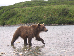 A young McNeil River brown bear Photo by Anne SuttonADFampG