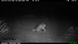 A trail camera captures an image of a collared wolf rubbing on the hair trap