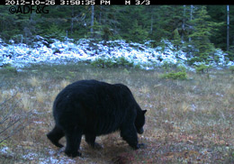 A big black bear also finds the scent lure on the hair trap attractive