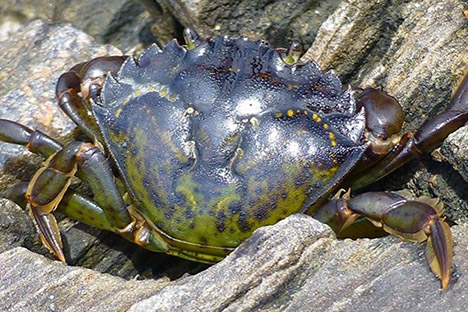 emFigure 1 A European green crab Photo by Emily GrasonWashington Sea Grantem