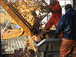 A golden king crab pot is dumped Sublegal size males females and other bycatch are returned immediately to the sea You can see the discard in the bottom left hand corner of the photo where crab are placed in the return chute to wash back out to sea Photo ADFampG Crab Observer Program