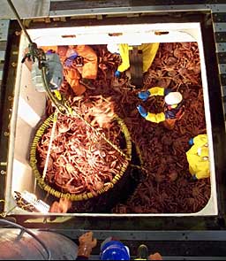 Offloading golden king crab note the scale above the brailer  Photo ADFampG Crab Observer Program