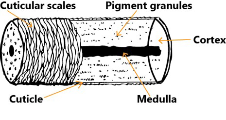 Each mammal species has hair with a unique structure ndash no two species are the same although they may share certain characteristics Hair has three main parts the cuticle outer layer with cuticular scales the medulla core and a cortex between which holds most of the pigment that gives the animal color  emDiagram of the structure of mammal hair adapted from Furs of Alaska Mammals ndash A Teacherrsquos Guide and Wild Wondersem