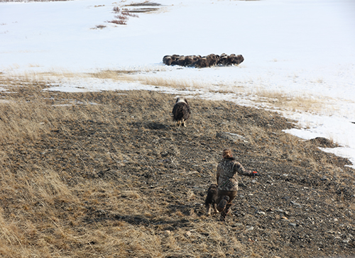 Brynn Parr runs down a calf as the adults run ahead