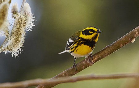 Townsend39s Warbler Photo by Nate Pamperin