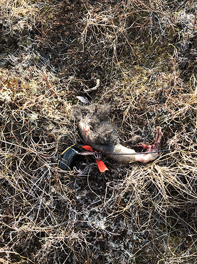 A VHF collar flagged with red tape some skin and fur at a muskox calf kill site Clues often reveal the predator responsible Brynn Parr photo