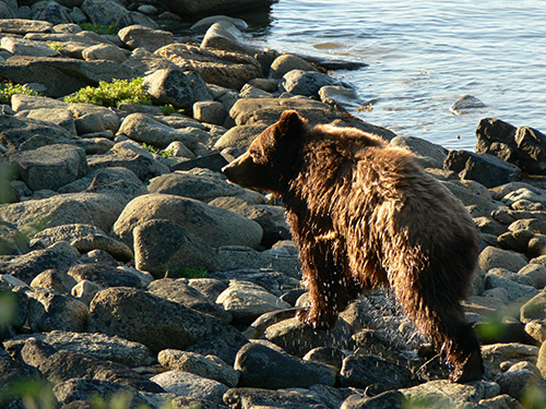 A 4yr old female bear shakes off on the beach after crossing Lynn Canal near Haines Etta Meeks photo