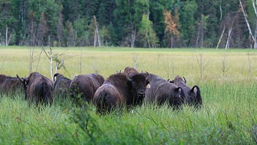 Bison in the meadow of the soft release pen at Minto Flats Photo by Mark Lindberg