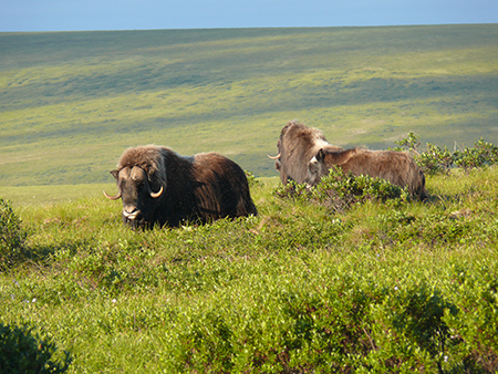 Muskox near Nome Nome is on the Seward Peninsula home to almost 2100 muskox about half the Alaska population Photo by Sue SteinacherADFampG