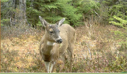 A Sitka blacktailed deer captured by a trail camera