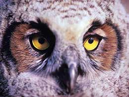 A juvenile great horned owl