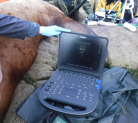Dr Michelle Shero uses a specialized ultrasound machine to image the reproductive tract of an anesthetized sea lion  This is the first usage of this technology to detect pregnancy in wild Steller sea lions  Dr Shero also uses this technique on Weddell seals in the Antarctic