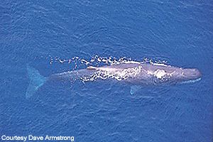 A sperm whale surfaces in the South Pacific Sperm whales are found worldwide and in recent years Southeast Alaska longline fishermen have had a number of encounters with sperm whales in the Gulf of Alaska Photo courtesy Dave Armstrong of Kaikoura