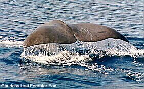 A sperm whale shows its flukes as it dives in the North Atlantic Courtesy Lisa FoersterFox of the Center for Oceanic Research and Education