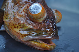 The effects of barotrauma on a rockfish Rockfish released emat depthem show a remarkable ability to recover