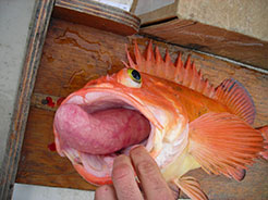 The effects of barotrauma on a rockfish Rockfish released emat depthem show a remarkable ability to recover
