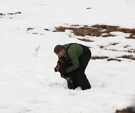 Biologist Lincoln Parrett collars a muskox calf  ADFampGBrynn Parr photo