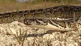Descended from pet snakes released to the wild Burmese pythons are an invasive species plaguing Florida It39s important that nonnative animals are not released into the Alaska ecosystem