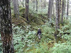 Deer hunting in summer in Southeast Alaska means trekking through the lush dense rainforest in search of deer or heading up to the open alpine above treeline Riley Woodford photo