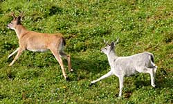 An unusually lightcolored Sitka blacktailed deer follows a more typically colored buck Blacktailed deer do tend to be lighter in winter and more reddishbrown in summer Phil Mooney photo