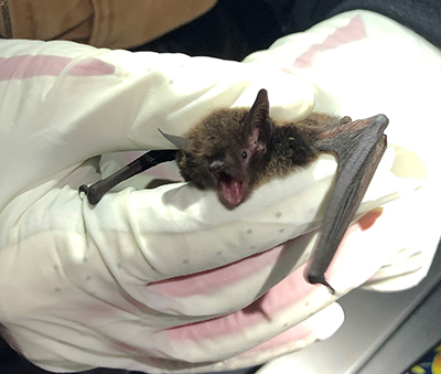 A healthy male little brown bat before release