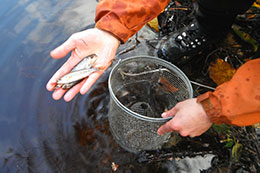 Trapping results from Chilkoot Valley surveys Photo by Tess Quinn