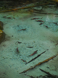 Sockeye spawning in Chilkoot Valley near Haines AK Photo by Matt Kern
