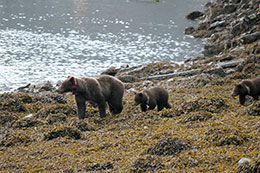 A sow and her cubs near the Port Armstrong hatchery on Baranof Island