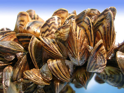 A close look at a cluster of zebra mussels US Fish and Wildlife Service photo