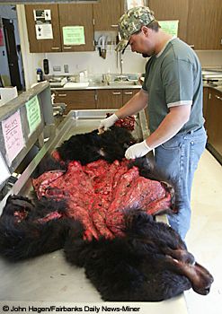 Tony Hollis technician for the Alaska Department of Fish and Game sealing a black bear