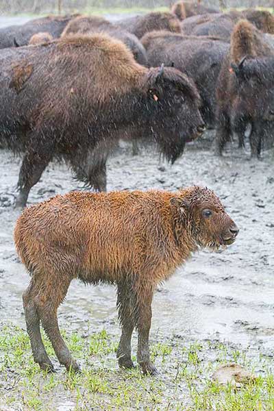 Wood bison with a calf of the year at the Alaska Wildlife Conservation Center Doug Lindstrand photo