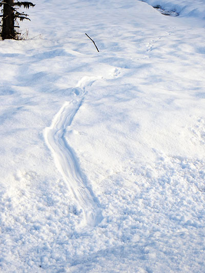 Otter tracks and an otter slide Otters often travel in snow by loping sliding loping slidinghellipMike Taras photo