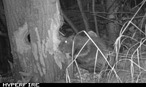 The infrared flash at night renders a black and white image of a Taku Lake beaver