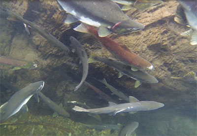 Salmon holding at the base of the falls near the blast site picture courtesy of Greg Albrecht