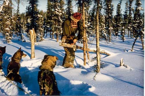 A few trappers still use dog teams to access trap lines