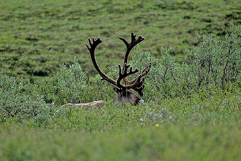 Alaskans take home the vast majority of the caribou harvested in the state
