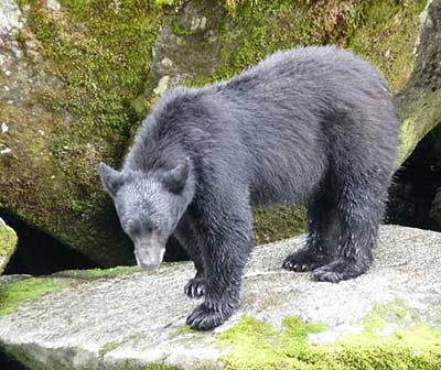 Nonresident hunters take about onethird of the black bears harvested in Alaska Photo by Boyd Porter