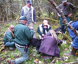 Collaring a Mendenhall bear a team of Fish and Game biologists and Forest Service staff equip a bear with a tracking collar