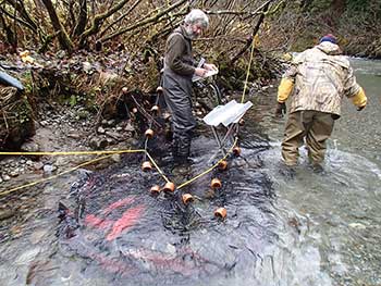 Leon and the author with a successful seine haul of coho salmon Photo by Scott Forbes