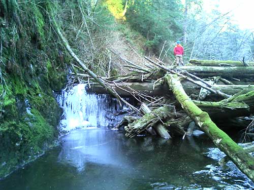 Author Tess Quinn atop a log debris jam on Carlanna Creek near Ketchikan Alaska