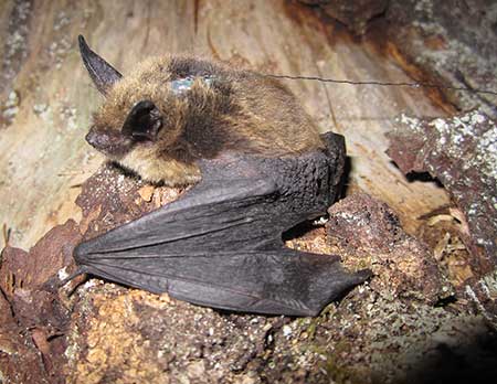 A Keen39s myotis with an aspirinsize transmitter attached to her back The 3inch antennae can be seen trailing behind the bat