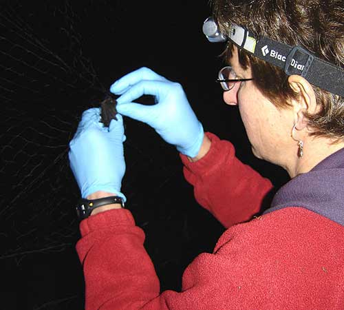 Biologist Karen Blejwas carefully removes a little brown bat from a mist net