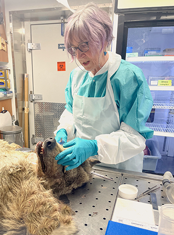 Dr Kimberlee Beckmen has done thousands of necropsies on wildlife from polar bears to songbirds including more than 300 wolves